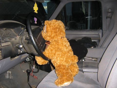 1995 Ford Bronco - A teddy bear sits in the driver's seat of a worn Ford F-Series truck, holding the steering wheel.