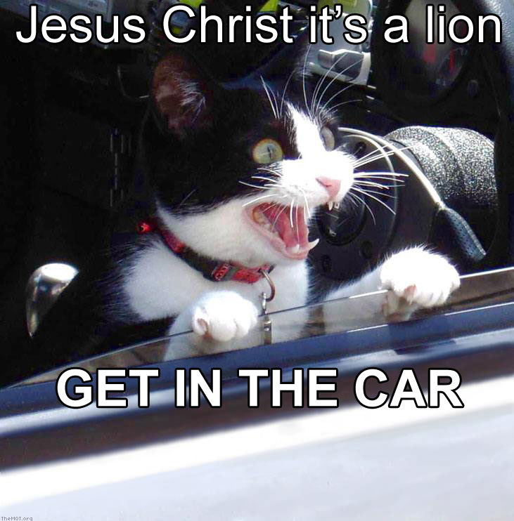 Tuxedo cat with mouth open wide, paws on car window frame. Text overlay: Jesus Christ it's a lion GET IN THE CAR