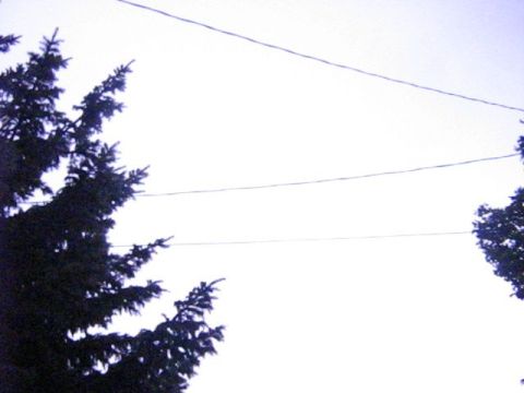 1995 Ford Bronco - A view of trees and overhead wires under a bright sky, with a website logo visible.