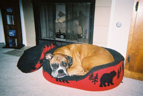 1988 Ford Bronco - A boxer dog is curled up in its bed next to a fireplace.