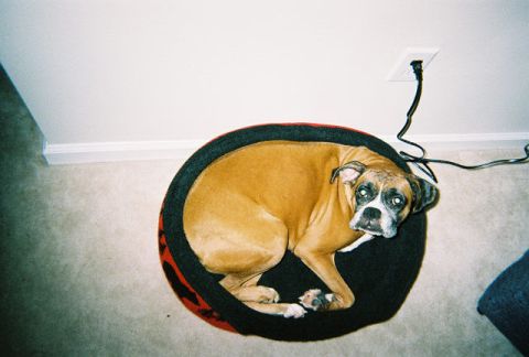 1988 Ford Bronco - A boxer dog is resting comfortably in its bed, with a power cord nearby.