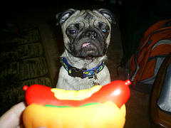 1979 Ford Bronco - A pug dog stares intently at a toy hot dog in front of it.