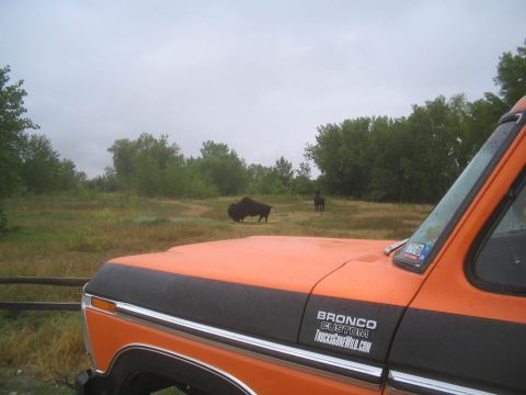 1979 Ford Bronco - Orange and black 1979 Ford Bronco Custom with bison grazing in the background.