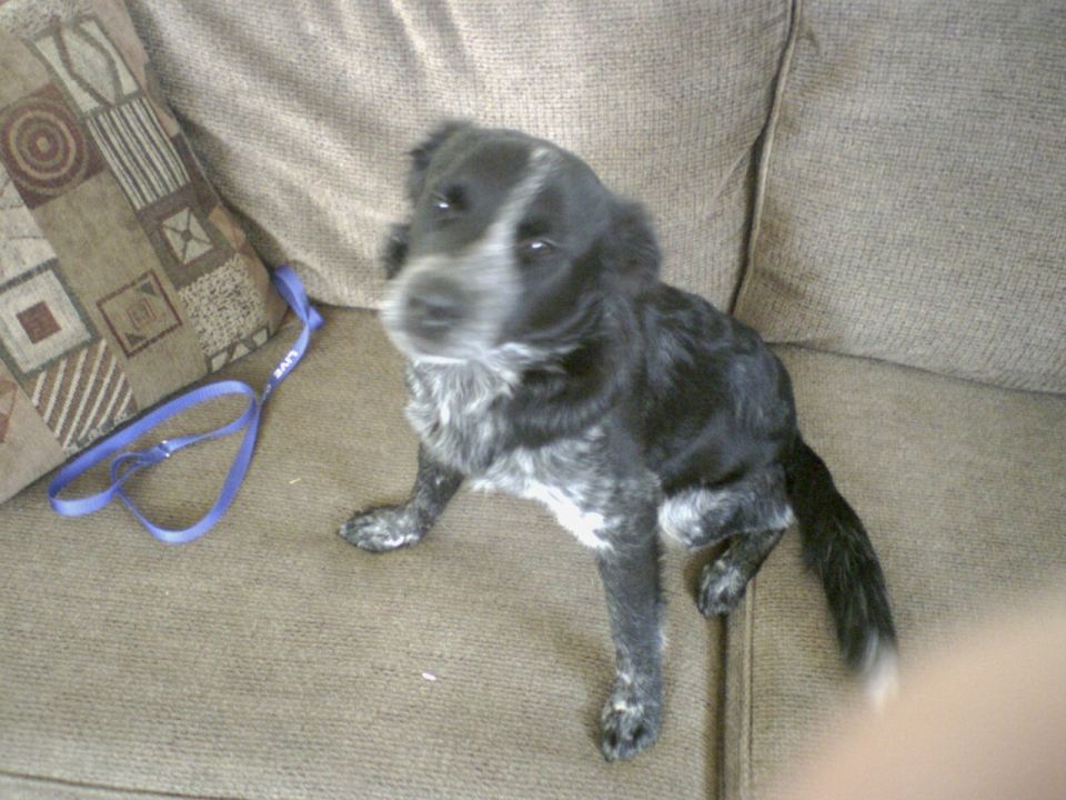 Black and white dog sitting on a couch with a blue leash