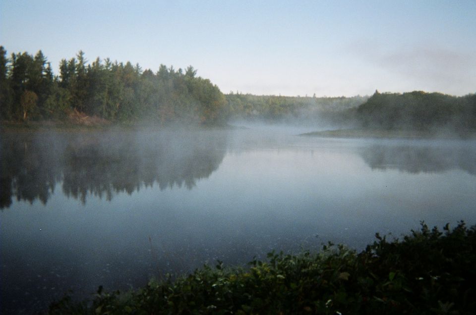 Misty lake with trees on the far bank and foreground bushes