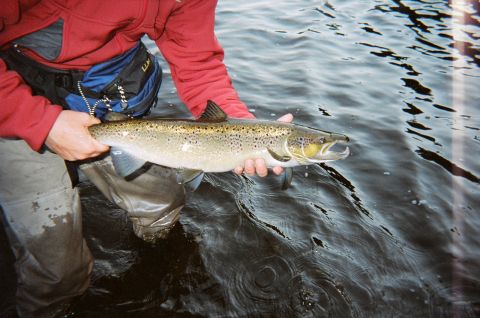 1984 Ford Bronco - A person proudly displays a large salmon caught while wading in dark water.