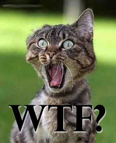 1996 Ford Probe - A cat appears shocked or surprised, with the text "WTF?" superimposed on the image.