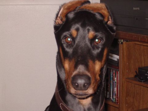 1985 Ford Bronco - Close-up of a Doberman Pinscher dog. A Sanyo VCR is visible in the background.