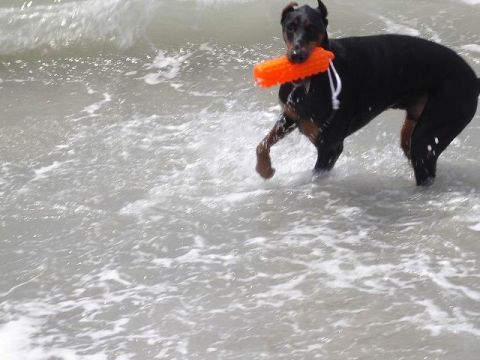 1985 Ford Bronco - A Doberman Pinscher plays in the water with a bright orange toy.
