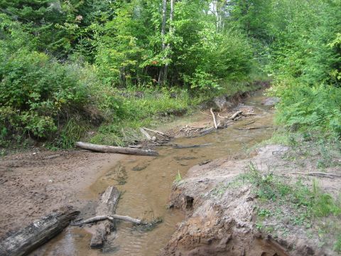 1997 Dodge 1500 - A muddy creek flows through a wooded area, with fallen logs obstructing the water.