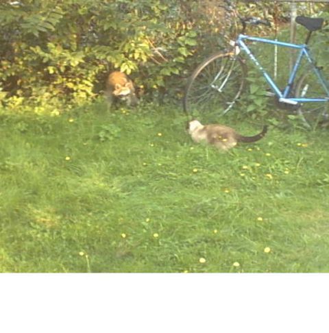 1979 Ford Bronco - Two cats explore a grassy yard, with a blue bicycle parked nearby among the bushes.