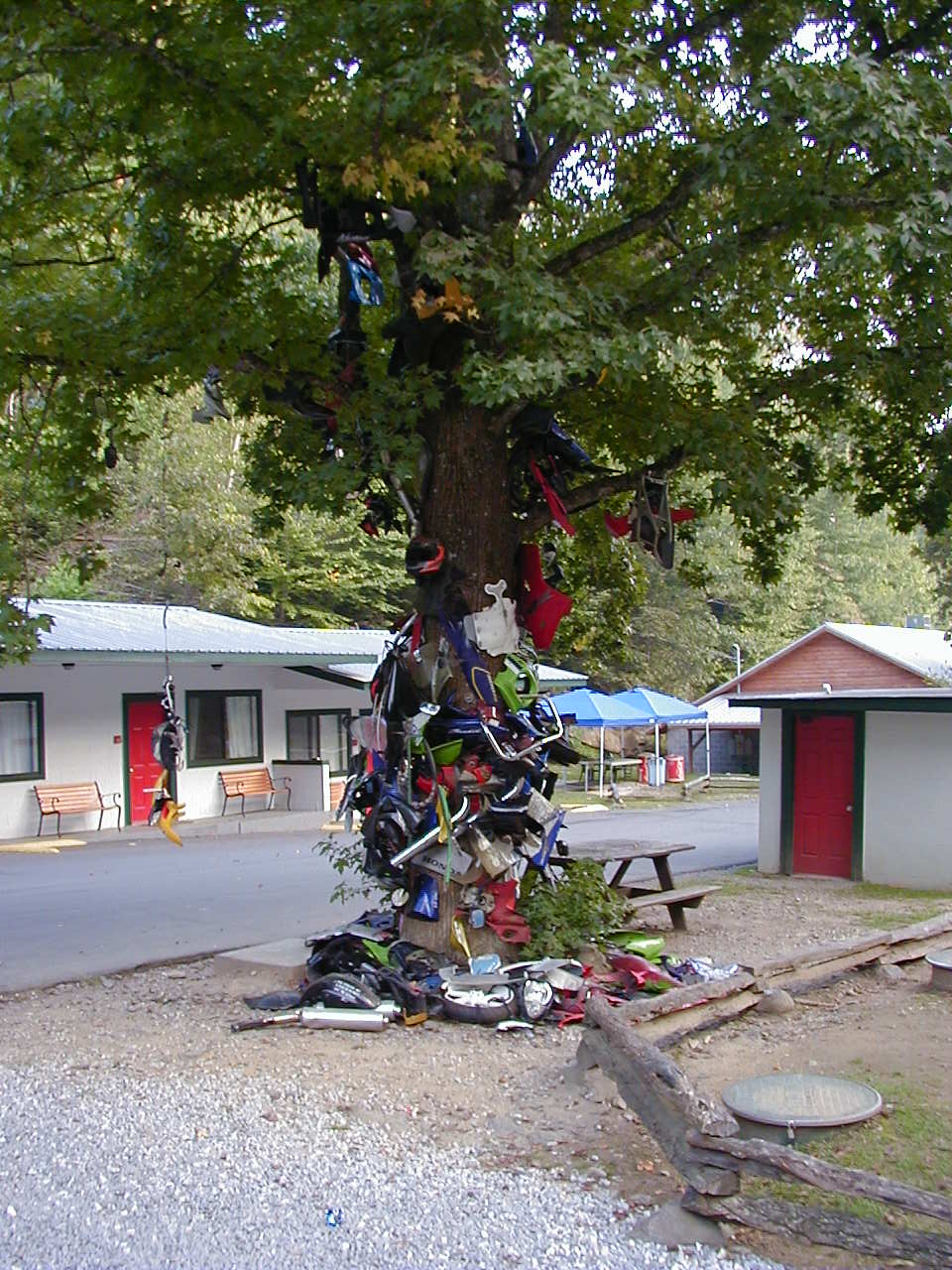 Motorcycle parts hanging on a tree at a roadside motel