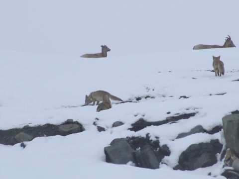 1988 Ford Bronco - Several animals, including foxes, a deer, and a goat, are visible in a snow-covered mountainous area.