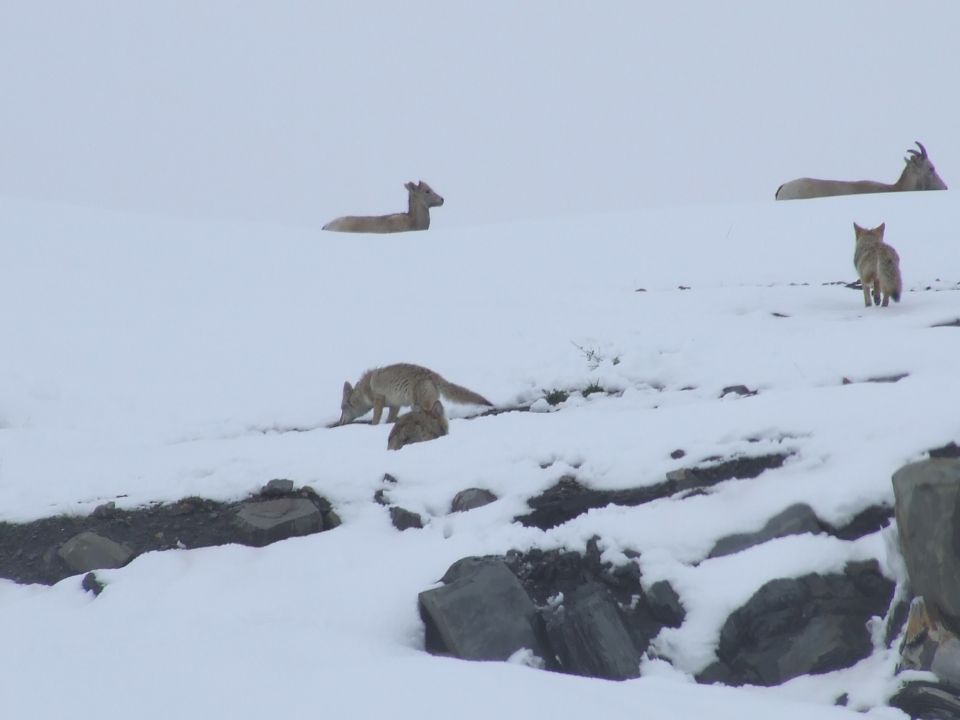 Wildlife in a snowy landscape with a fox, a deer, and a goat