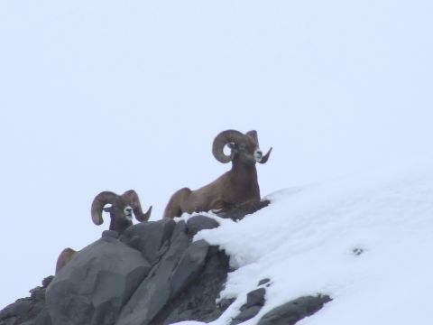 1988 Ford Bronco - Bighorn sheep are seen on a snowy mountainside.