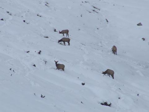 1988 Ford Bronco - A group of elk are seen scattered across a snowy hill, some grazing while others stand alert.