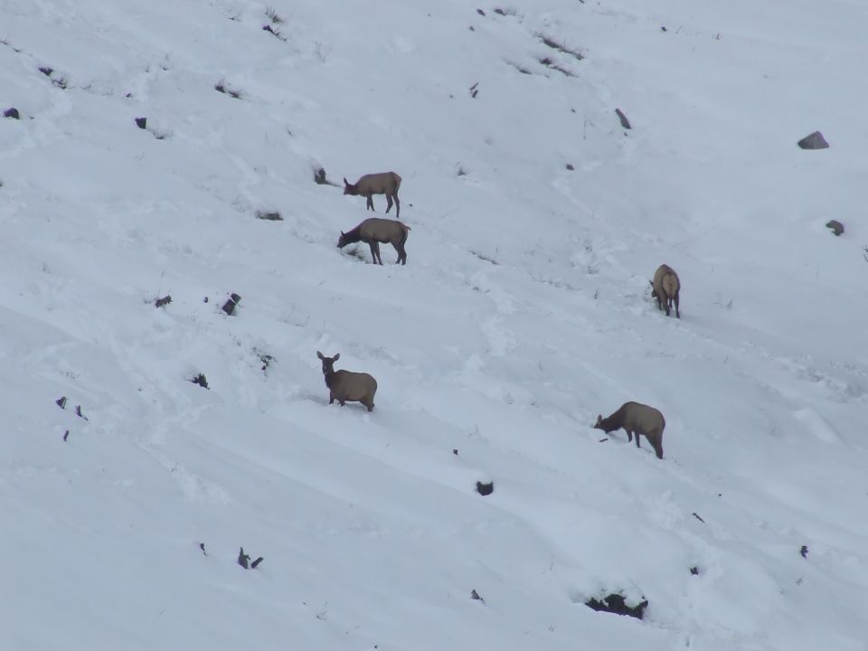 several elk grazing on a snow-covered mountainside