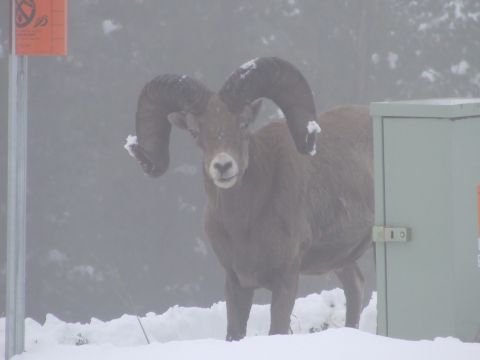1988 Ford Bronco - A bighorn sheep stands in a snowy environment next to a utility box and a sign.