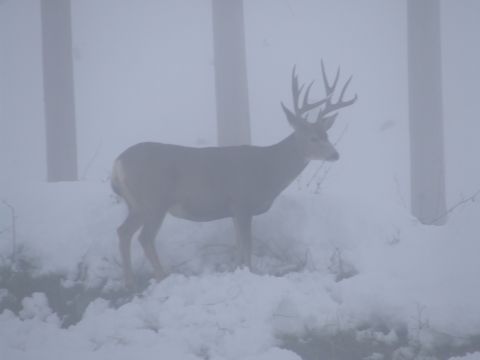 1988 Ford Bronco - A buck deer stands in the snow, its large antlers prominent against a foggy background.
