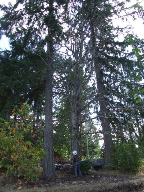 1977 Ford F-150 - A person prepares to cut down a tree in a wooded area.