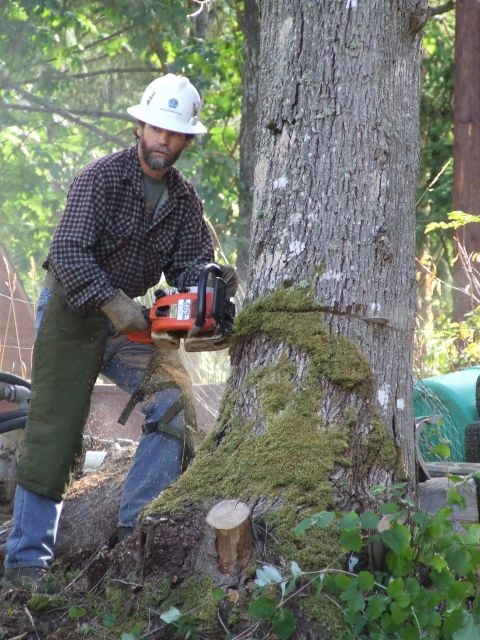 1977 Ford F-150 - A man is actively cutting down a large tree with a chainsaw in a wooded area.
