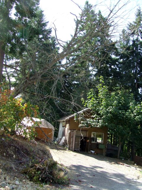 1977 Ford F-150 - A rural scene depicts a fallen tree and a small building surrounded by dense foliage.
