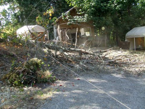 1977 Ford F-150 - A large tree has fallen, scattering branches and debris across the yard and in front of a small, rustic building.