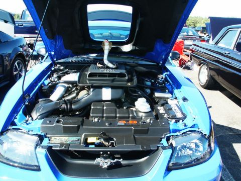 2001 Mercury Grand Marquis - A blue 2001 Ford Mustang Cobra's engine bay is displayed with the hood open, a cobra figurine.