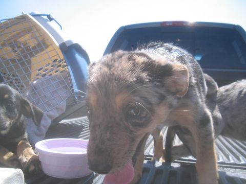 1979 Ford Bronco - Several puppies are in the bed of a pickup truck, with a dog crate and a water bowl nearby.