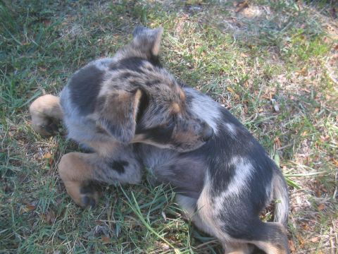 1979 Ford Bronco - A young puppy with merle markings rests on a grassy lawn.