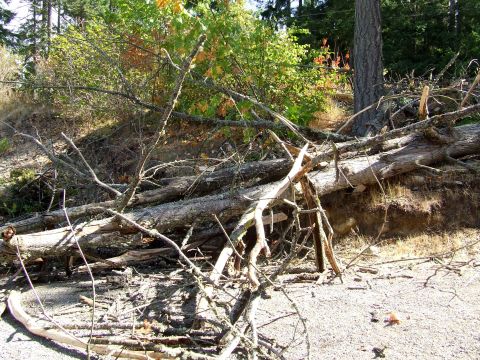 1977 Ford F-150 - Fallen trees and branches obscure the ground in a wooded area.