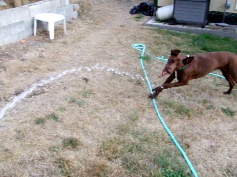 1996 Ford Bronco - A brown dog is captured mid-play with a garden hose, spraying water across a parched lawn.