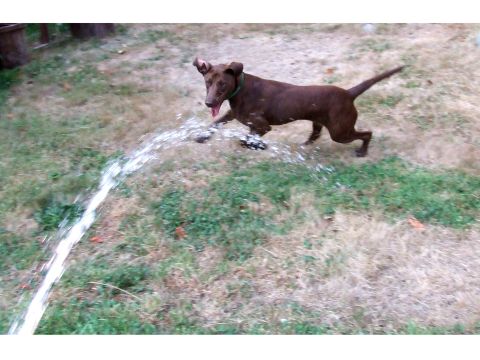 1996 Ford Bronco - Dog enjoys a cool spray from a garden hose on a dry summer day.