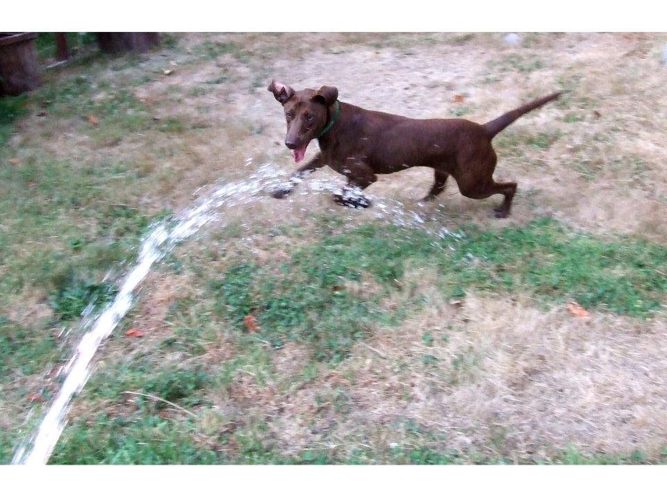 Brown dog running through a sprinkler in a grassy yard