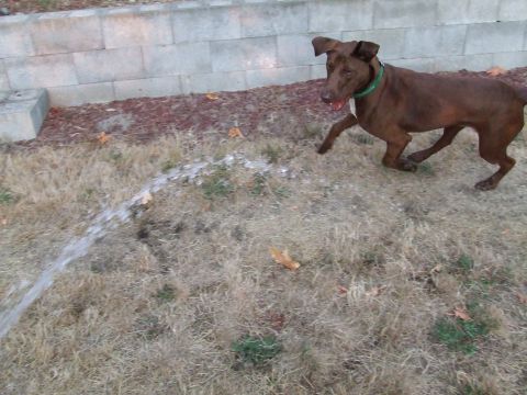 1996 Ford Bronco - A dog enjoys a spray of water on a dry lawn.