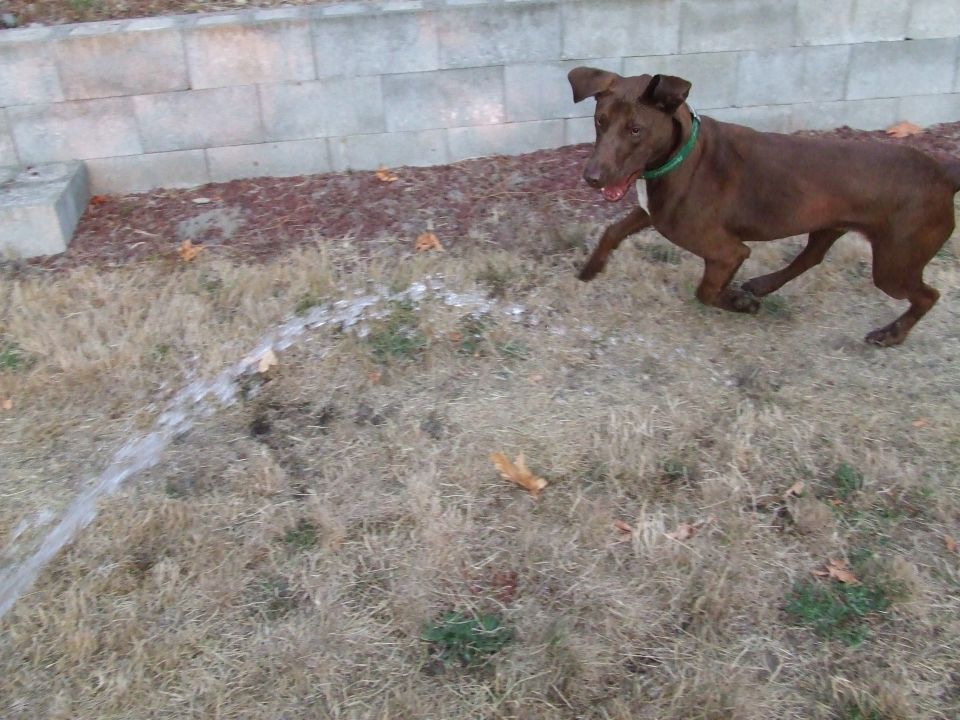 Brown dog running through sprinkler spray on dry grass near a retaining wall
