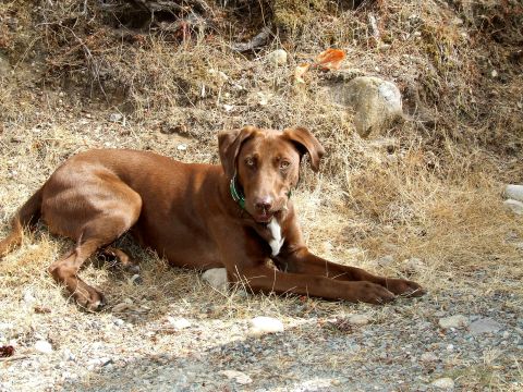 1996 Ford Bronco - A brown dog rests outdoors on a dry, grassy area.