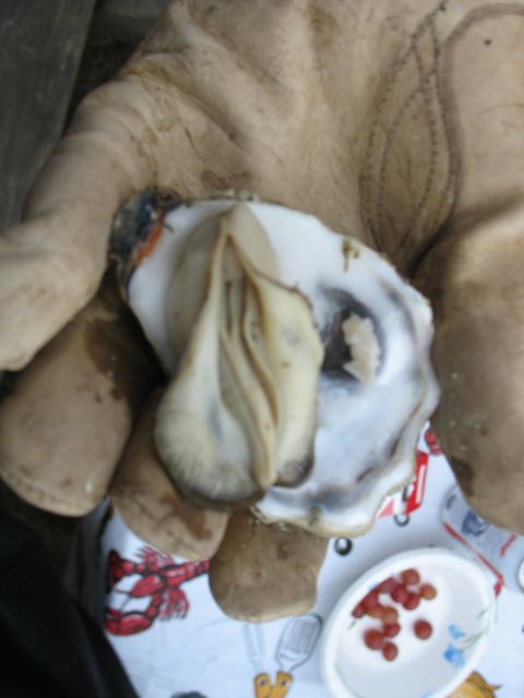 1997 Ford Probe - An opened oyster is held in a gloved hand, with a small dish of red berries in the background.