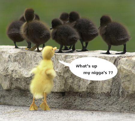 1994 Ford Bronco - A lone duckling addresses a group of its peers, with a humorous speech bubble adding to the scene.