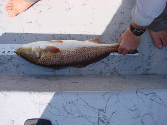 Fish 2 Length