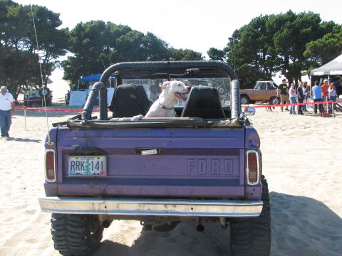 1978 Ford Bronco - guard dog