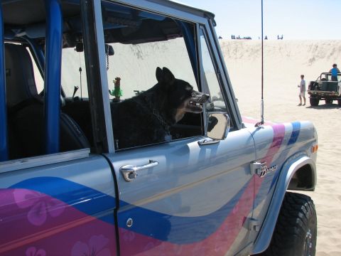 1978 Ford Bronco - Taz guarding Hi Ho