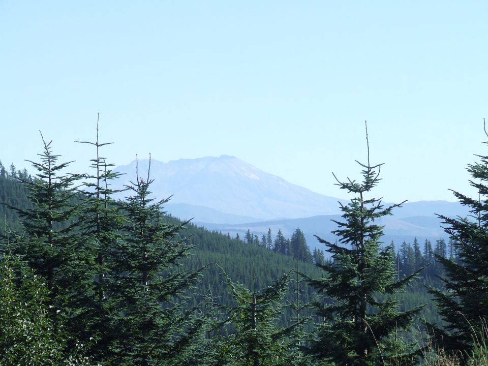 Mountain range behind dense evergreen forest and foreground pine trees under a clear blue sky
