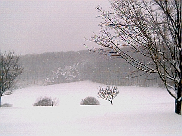 Snow-covered open field and hillside ringed by bare trees under an overcast winter sky