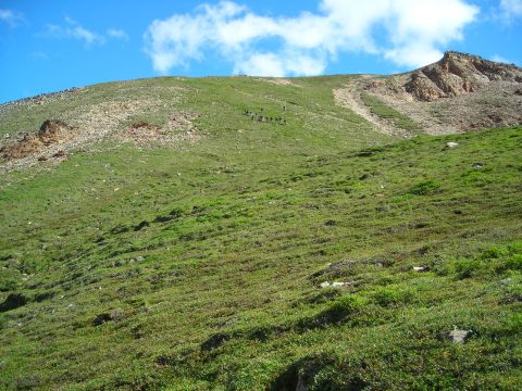 2003 Jeep TJ - A herd of animals traverses a green, rocky mountainside on a clear day with scattered clouds.