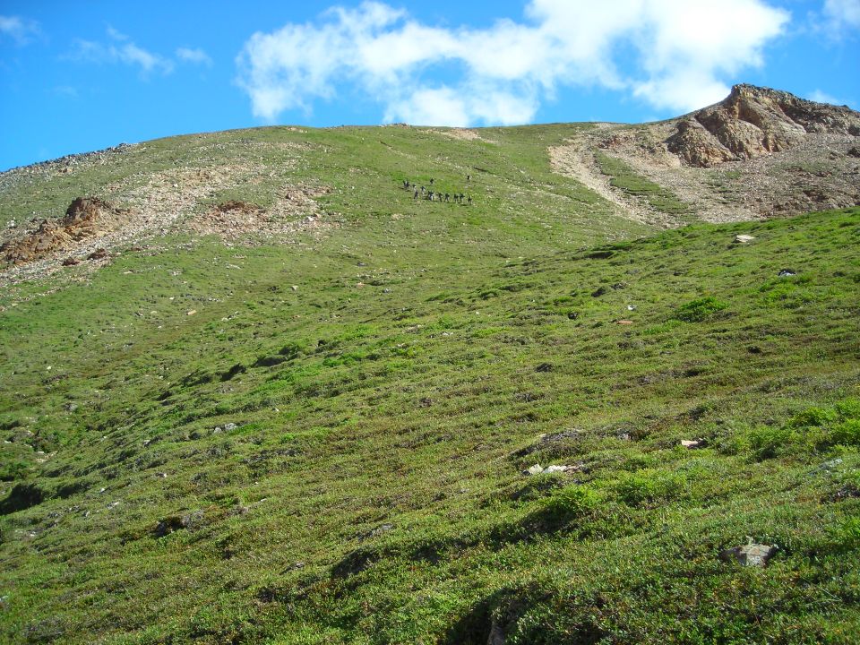 Herd of animals on a grassy mountainside under a blue sky with clouds