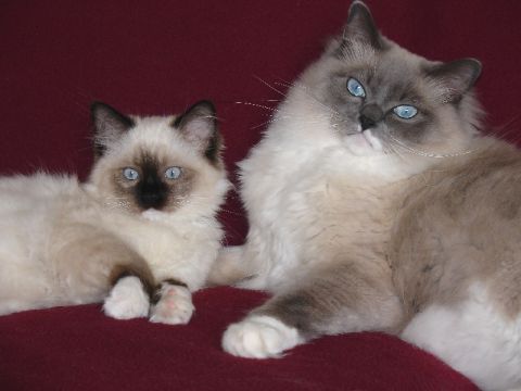 2003 Ford Crown Victoria - Two ragdoll cats, one adult and one kitten, rest on a red surface, their striking blue eyes prominent.
