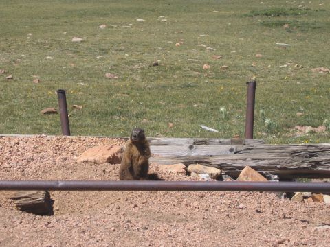 2000 Ford Crown Victoria - A marmot pauses in its natural habitat, looking towards the camera.