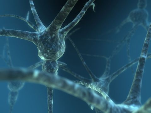 1990 Ford Bronco - Close-up view of neurons, with a website address visible in the lower right corner.