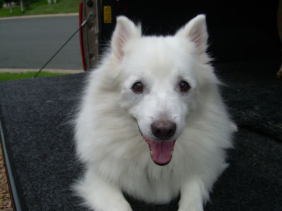 White fluffy dog lying down with tongue out on dark carpet